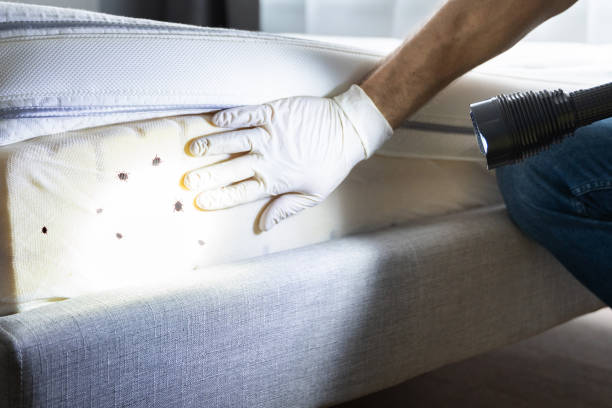 Best Emergency Pest Control  in Oaklawn Sunview, KS