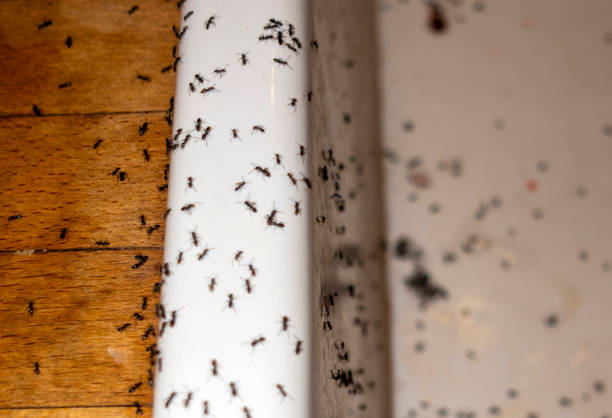 Best Best Pest Control Near Me  in Oaklawn Sunview, KS